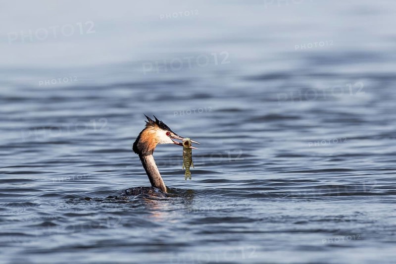 Great crested grebe