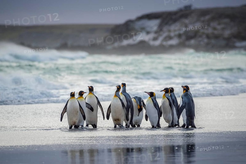 King penguins