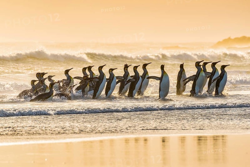 King penguins