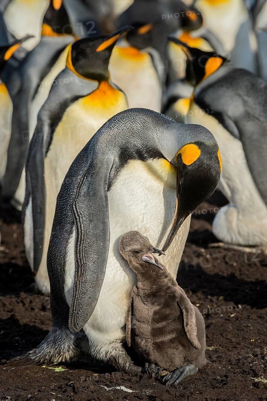 King penguin