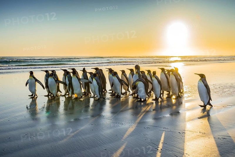 King penguins