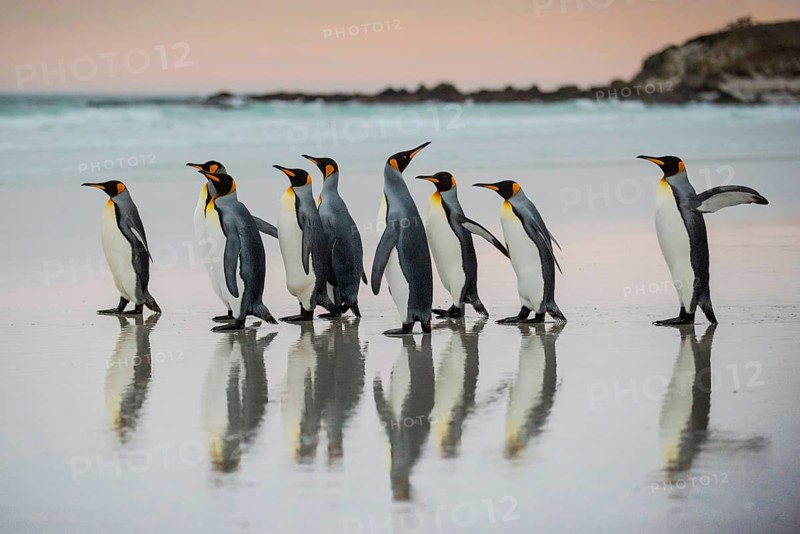 King penguins