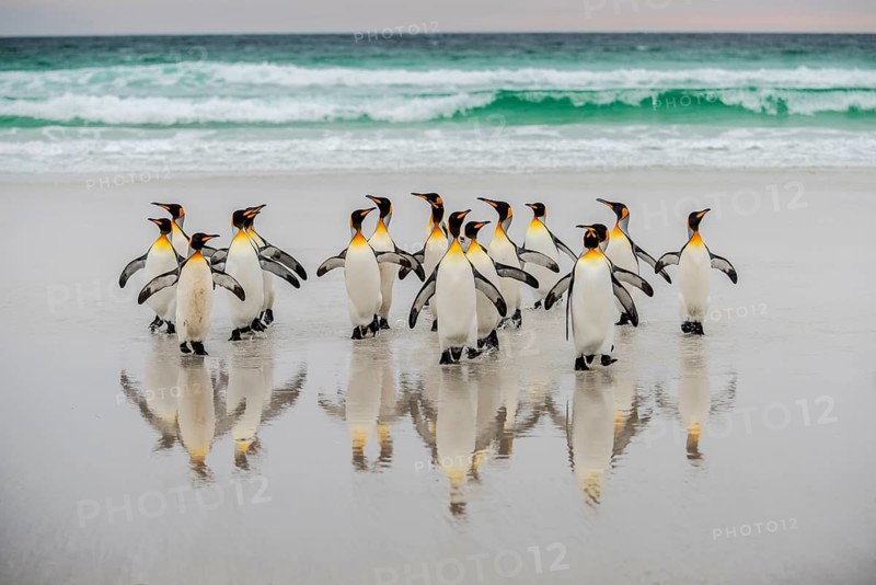 King penguins