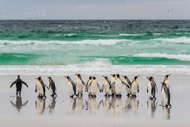 King penguins