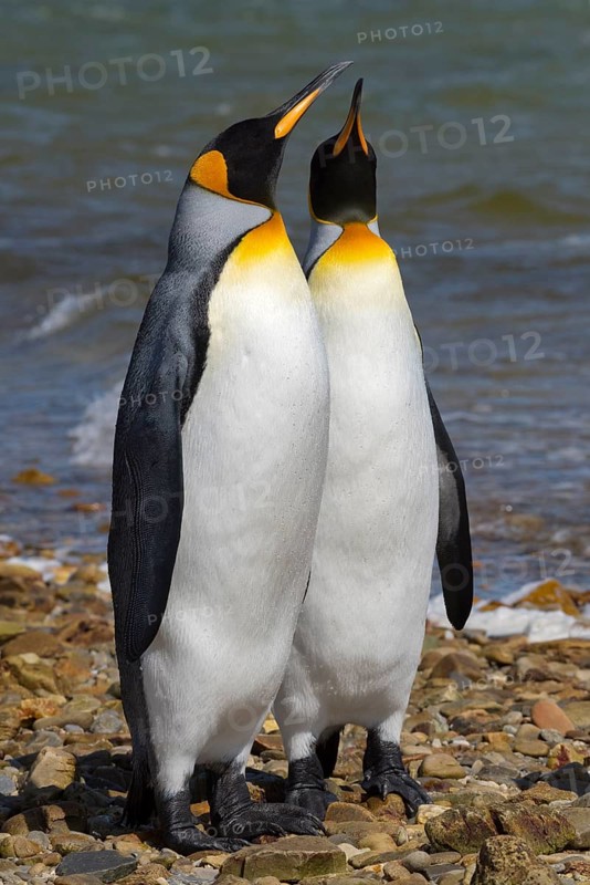 Two King penguins
