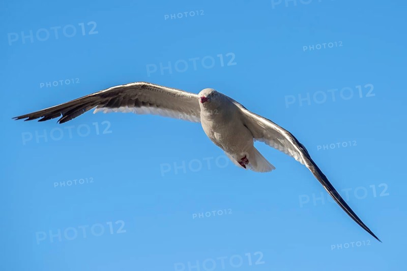 Red-billed Gull