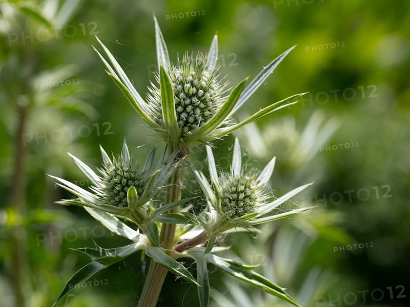Mediterranean sea holly