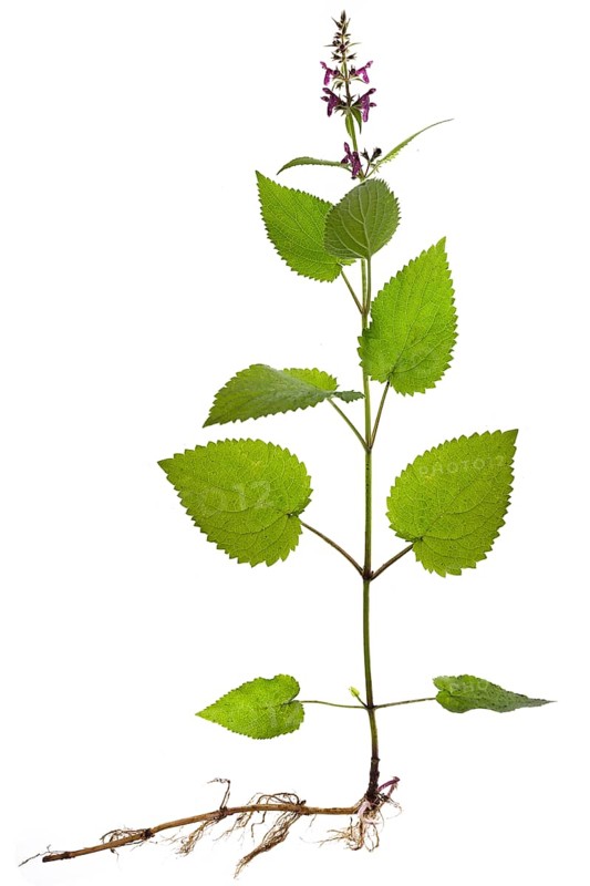 Hedge woundwort