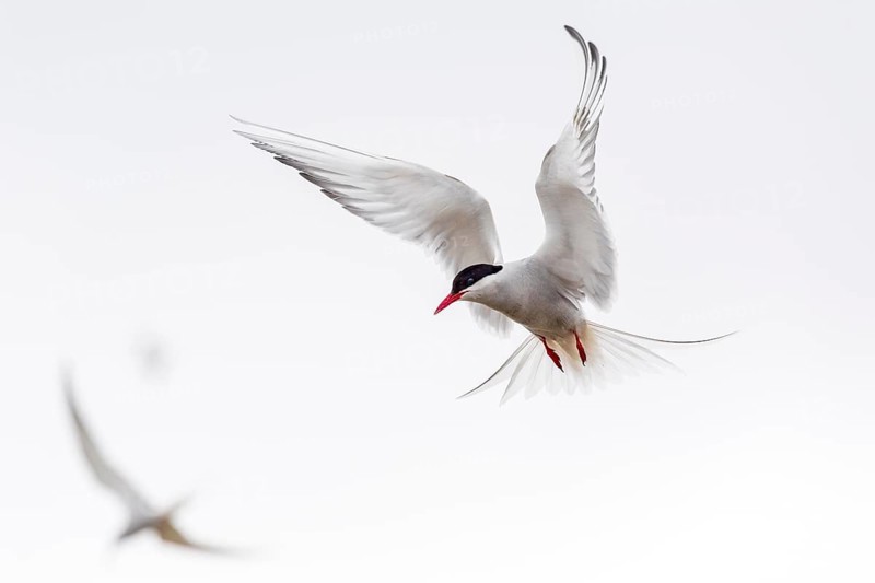 Arctic tern