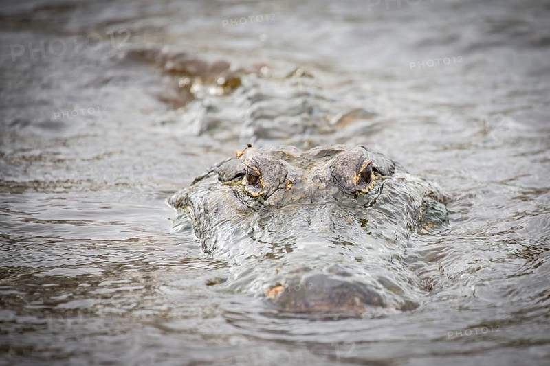 American alligator