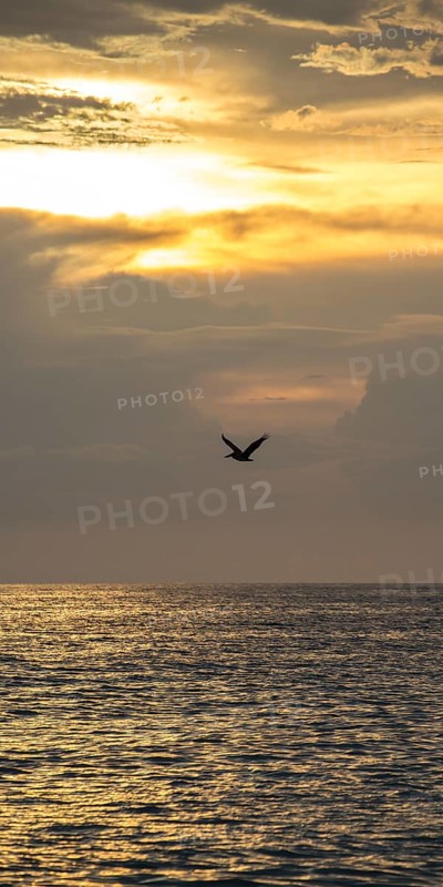 Flying Brown Pelican