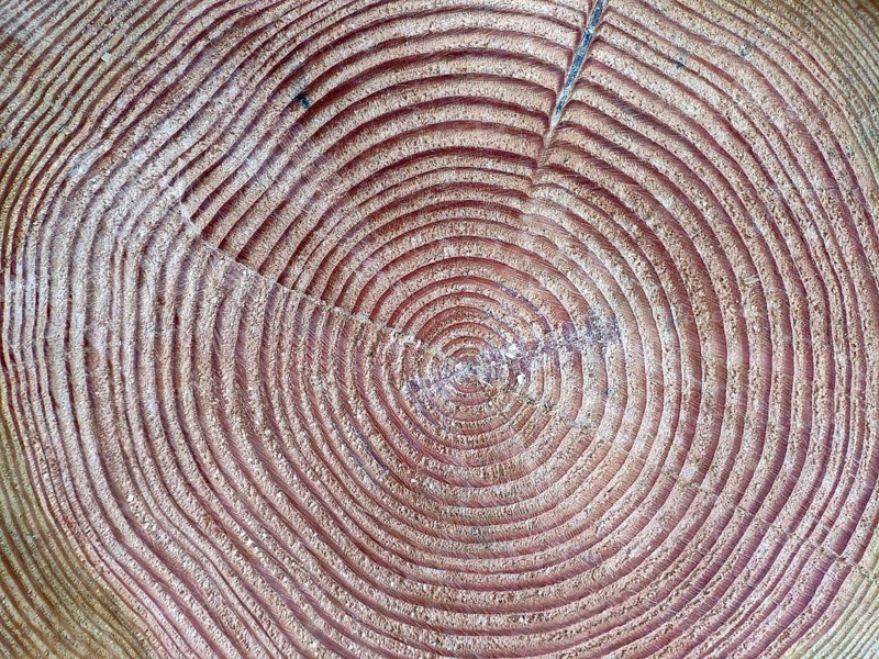 Tree trunk