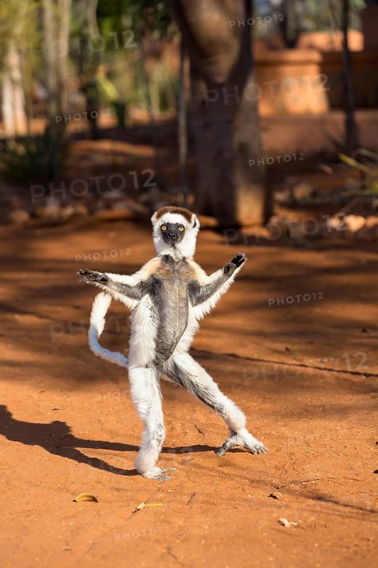 Verreaux's sifaka