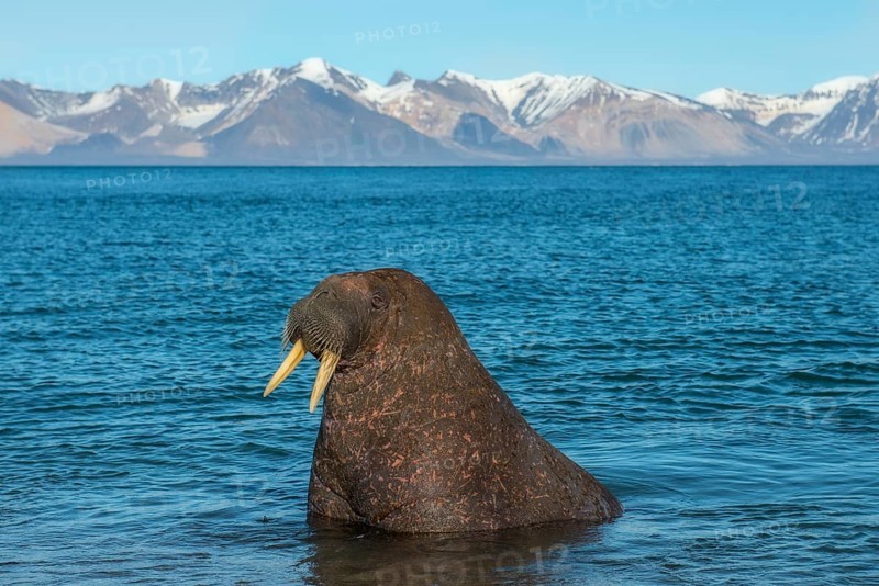 Walrus