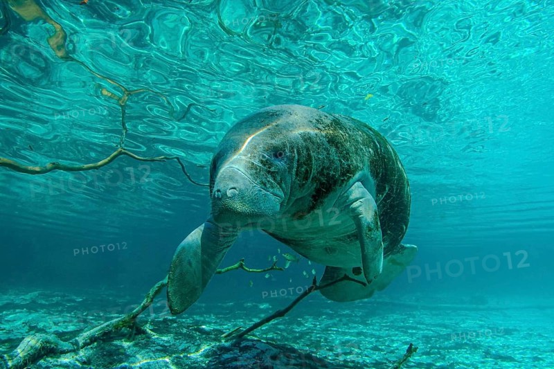 Manatee