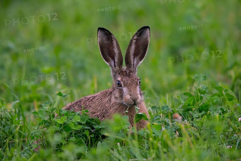 European hare