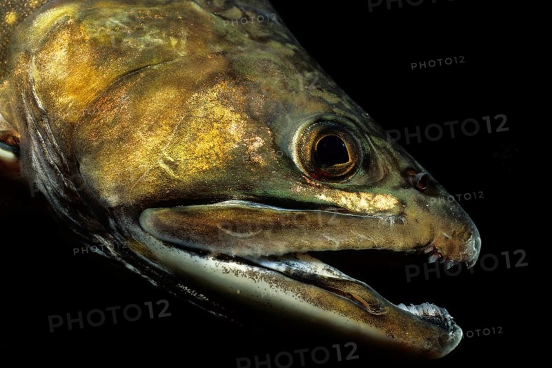 Brook Trout