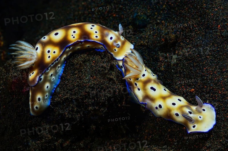 Leopard Nudibranch
