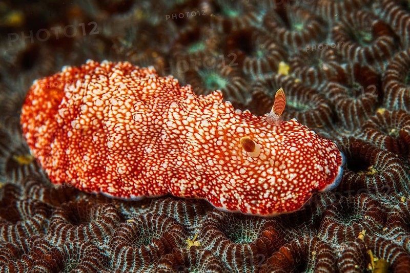 Chromodoris reticulata
