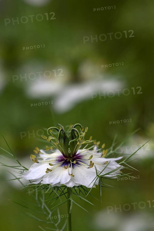 Love-in-a-mist