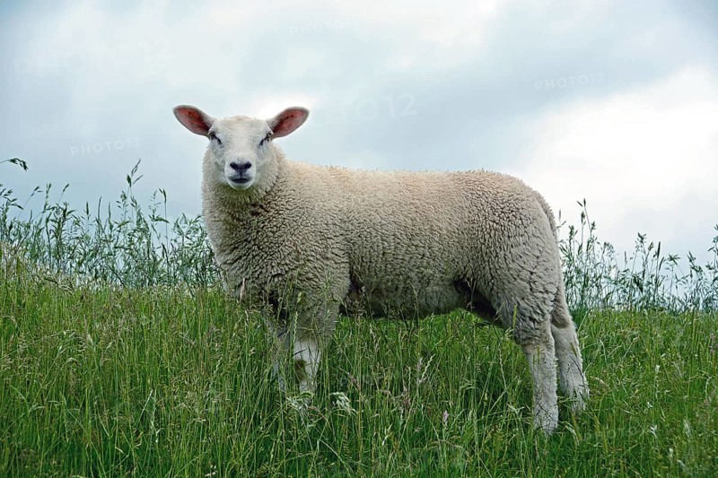 Unshaven Domestic sheep