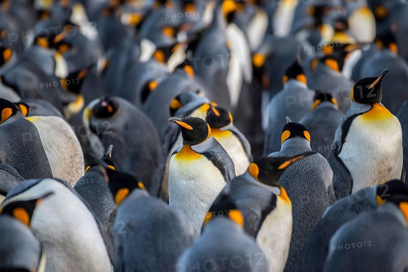 King penguins