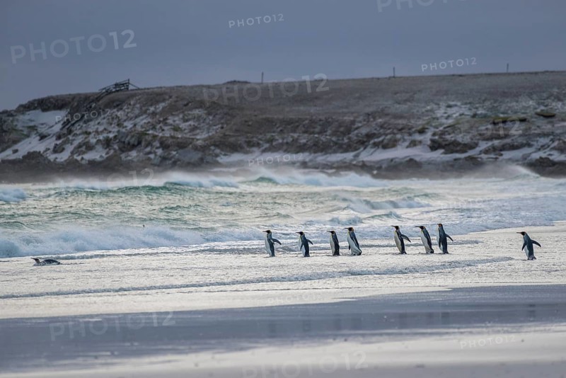 King penguins