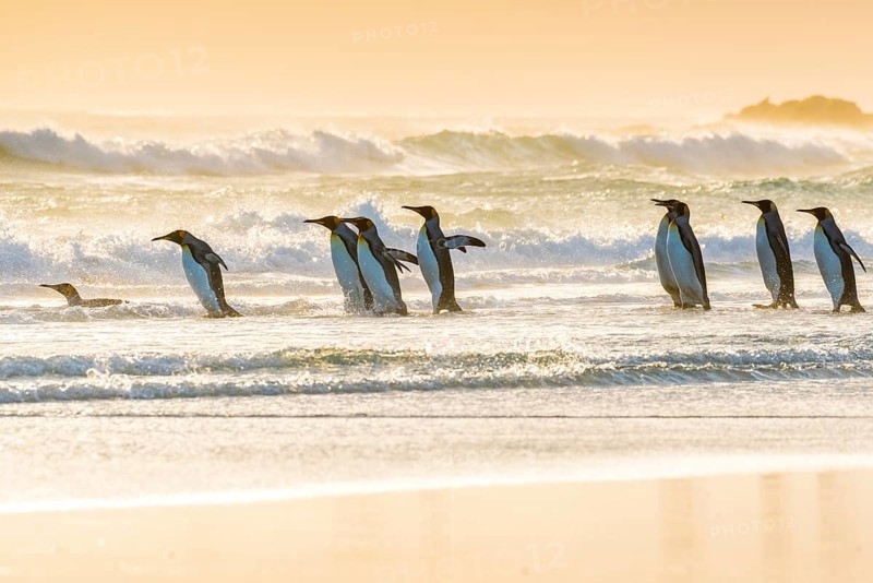 King penguins