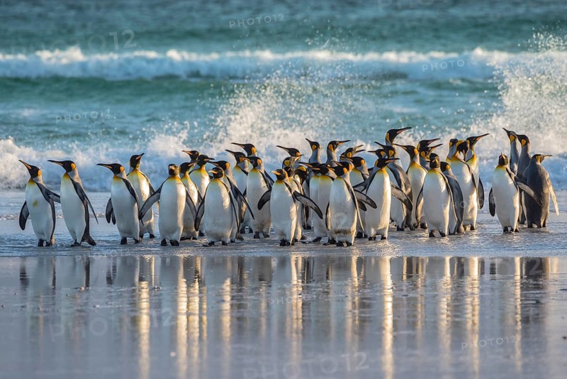 King penguins