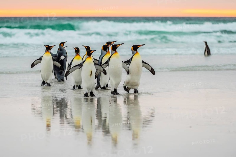 King penguins