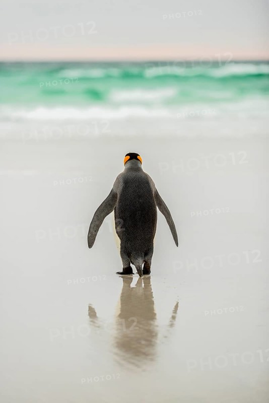 King penguin