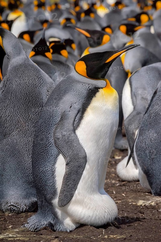 King penguin