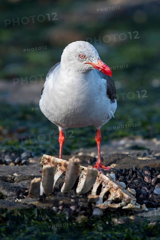 Red-billed Gull