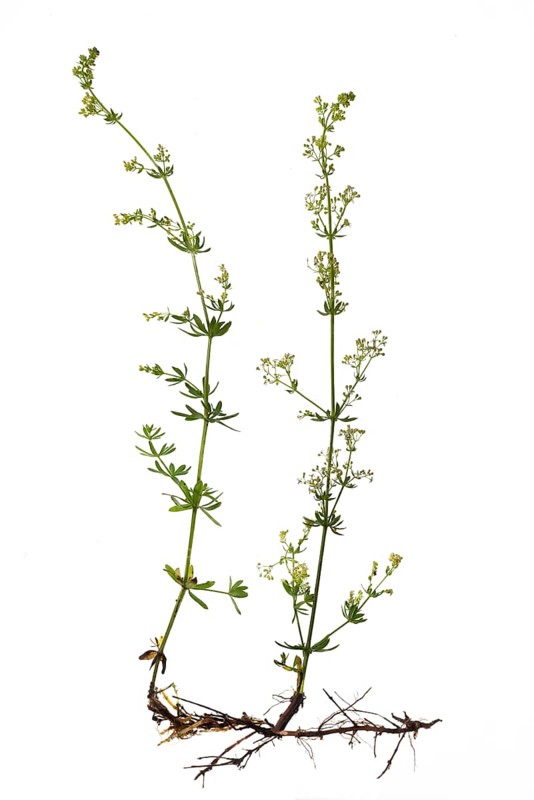 Lady's bedstraw