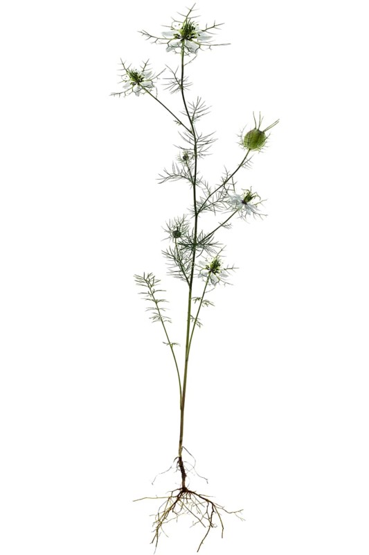 Love-in-a-mist