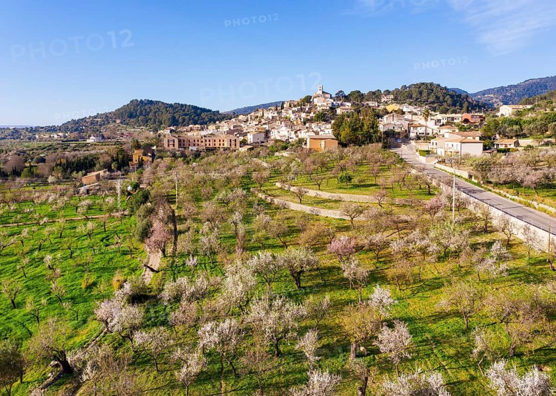 Almond blossom