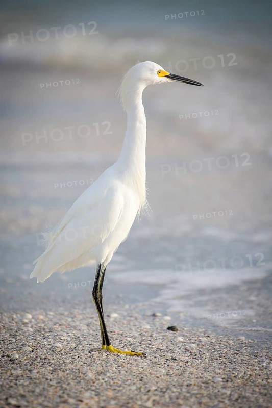Little egret