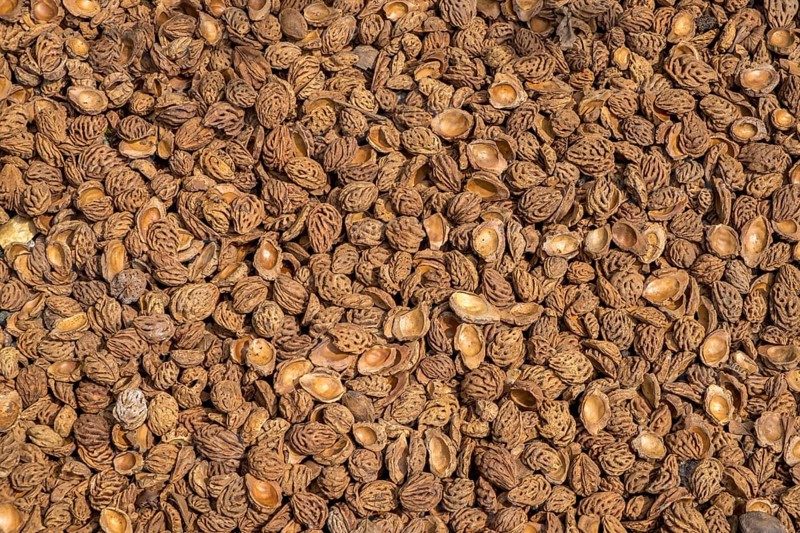 Biogranulate from peach seeds