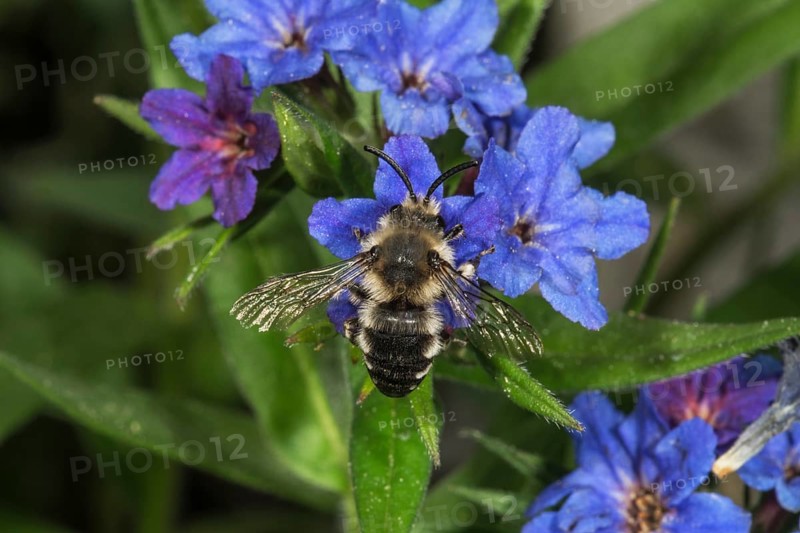 Melecta albifrons