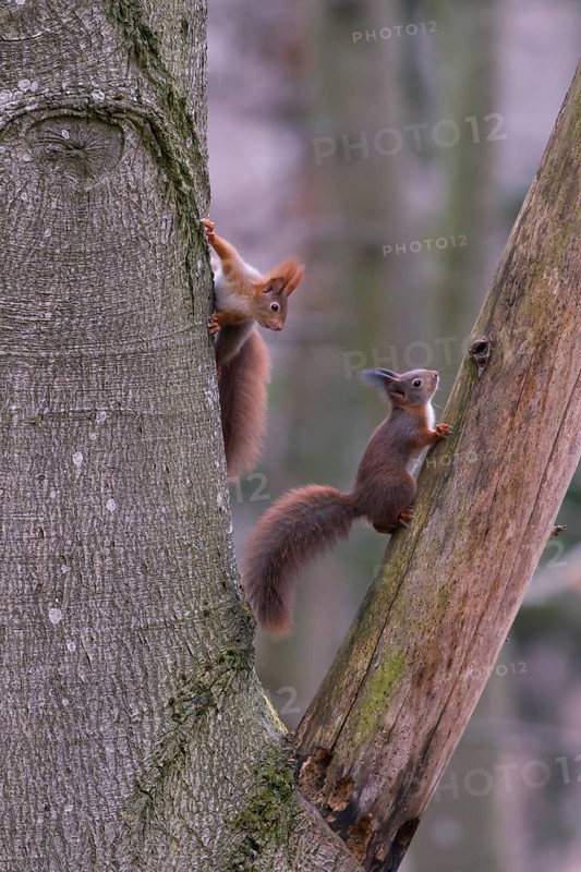 Eurasian red squirrel