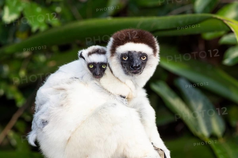Verreaux's sifaka