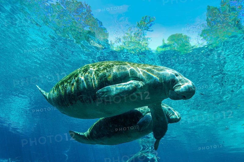 Manatee