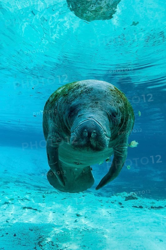Manatee