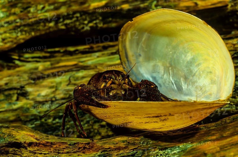 European Crayfish