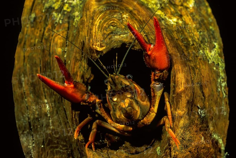 European Crayfish