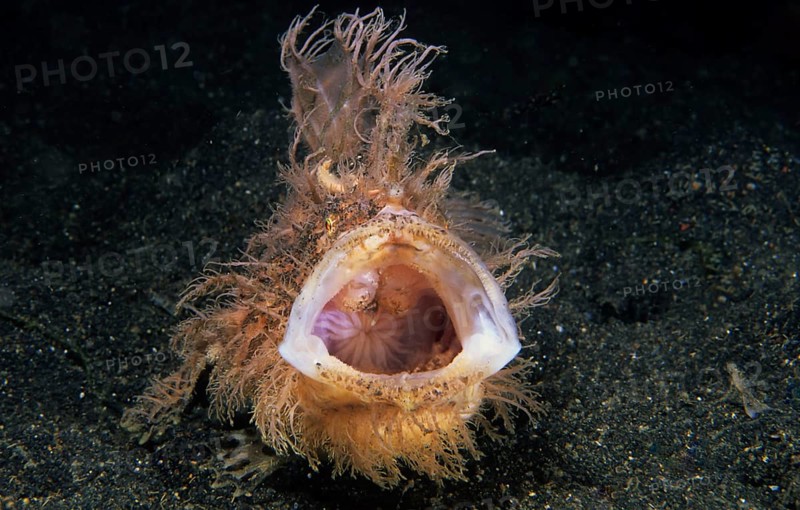 Shaggy frogfish