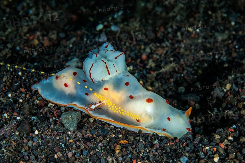 Neon star snail