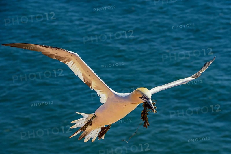 Northern gannet