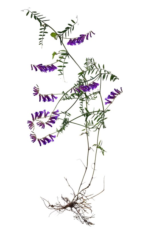 Flowering vetch