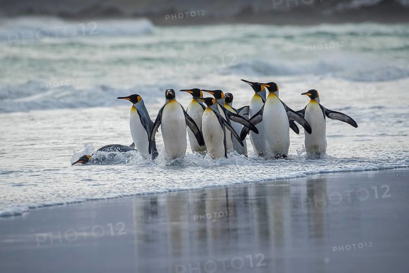 King penguins